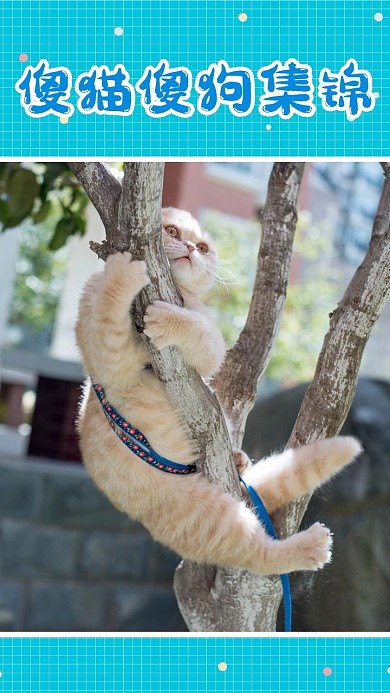 创意蓝色卡通宠物竖版视频封面