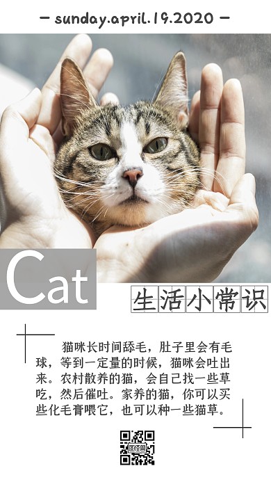 猫咪生活小常识日签打卡朋友圈