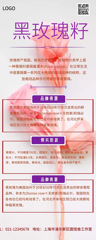 黑玫瑰籽营销长图