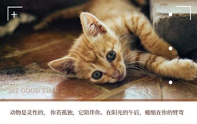 简约可爱萌宠猫咪祝福明信片