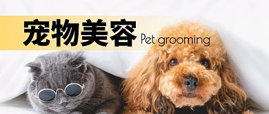 宠物美容大公开简约公众号封面首图