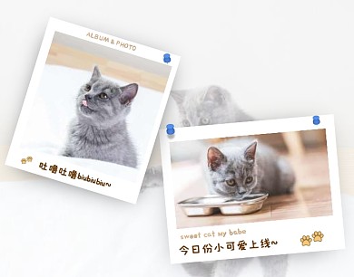 猫咪可爱宠物简约清新照片拼图