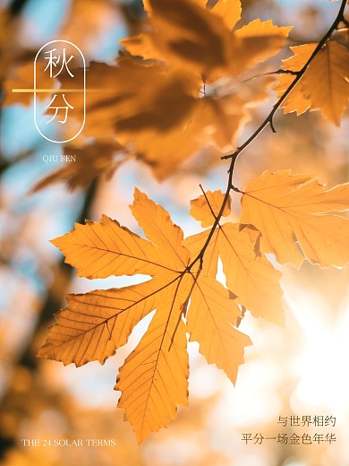 清新落叶秋分PLOG模板
