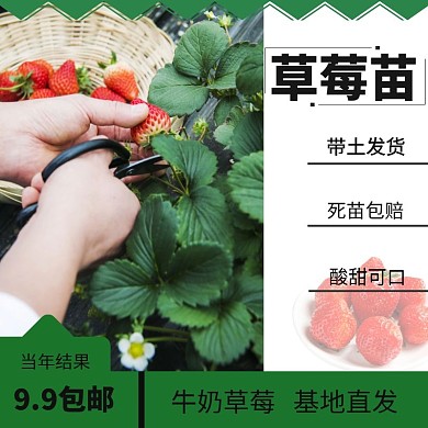 绿色简约果树苗淘宝主图