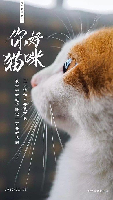 简约摄影北京猫日历早安日签