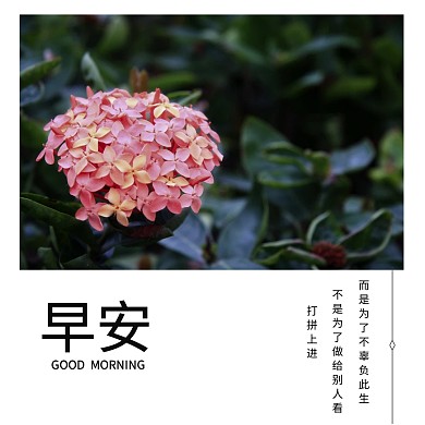 早安正能量语录小清新公众号配图
