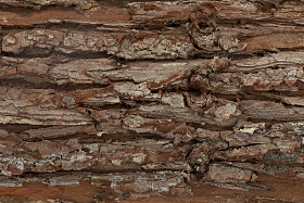 树皮照片