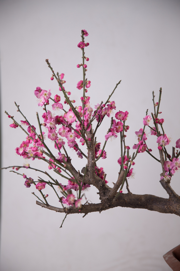 梅花图片 梅花图片