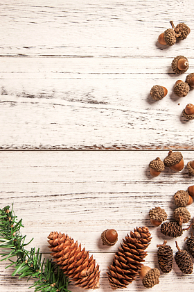 圣诞节静物图片