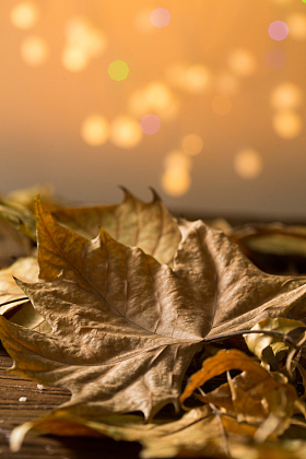枯叶照片