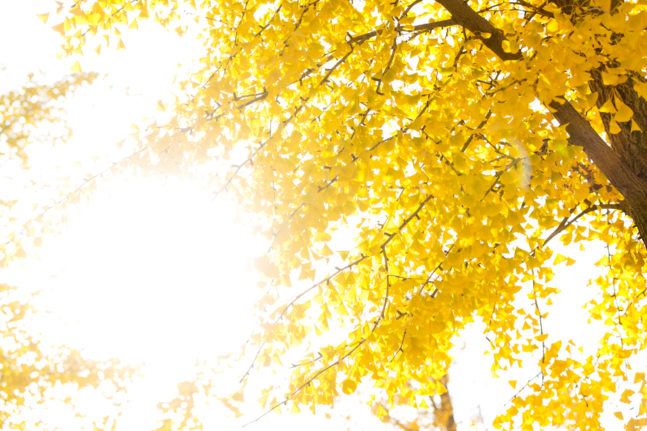 银杏树图片 银杏树图片