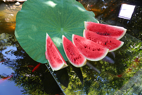 池塘西瓜照片