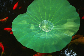 池塘金鱼照片