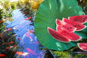 池塘西瓜图片