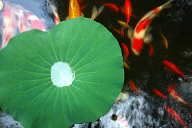 池塘金鱼照片