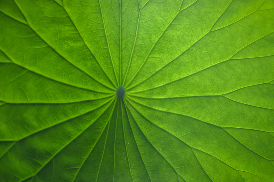 荷叶图片 荷叶图片