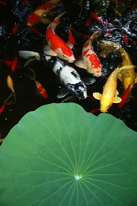 池塘金鱼照片