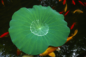 池塘荷叶图片