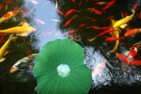 池塘金