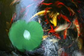 池塘金