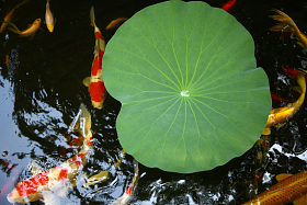 池塘金鱼照片