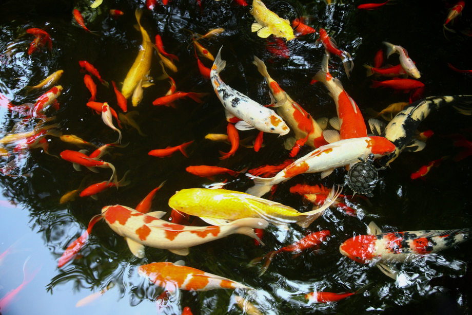 金鱼图片 金鱼图片