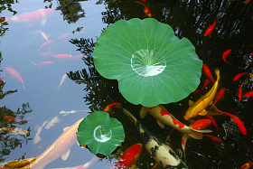 池塘金