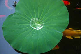 池塘金鱼照片