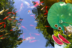 夏日的池塘图片