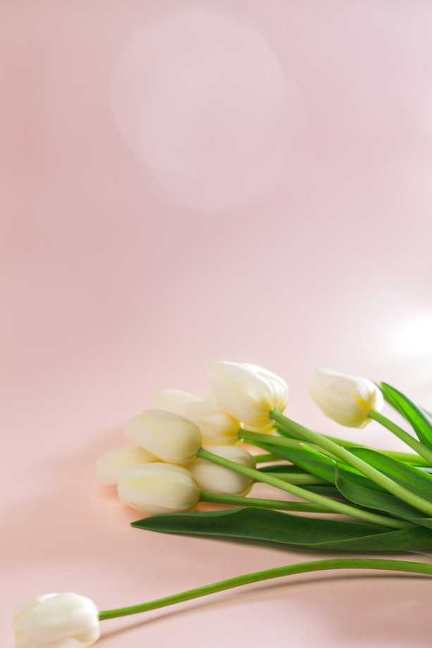 郁金香图片 郁金香图片