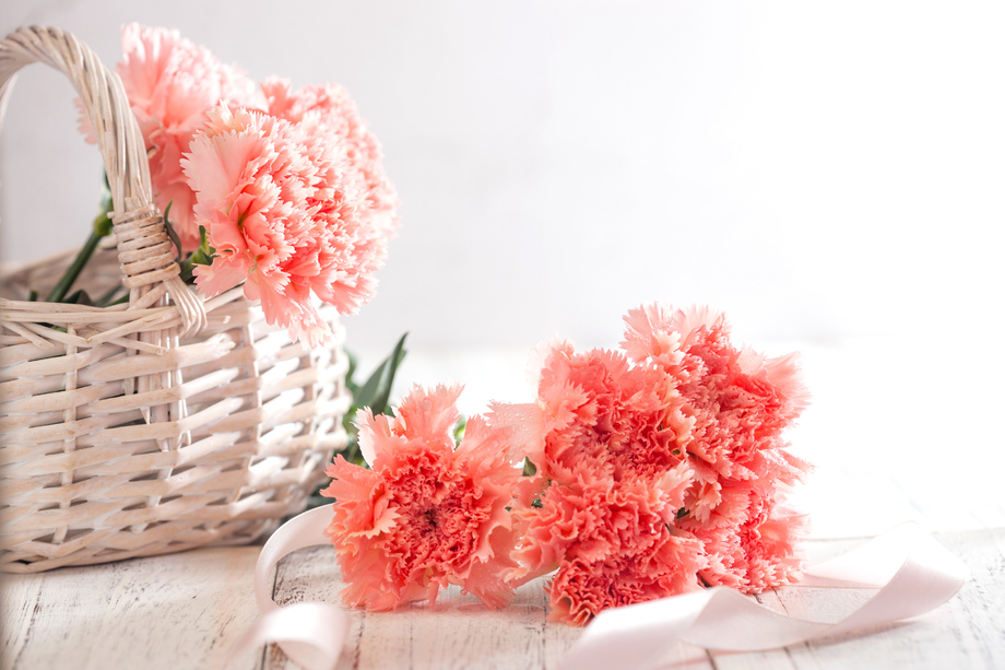 康乃馨图片 康乃馨图片