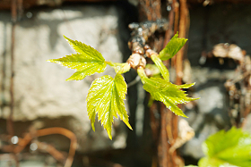 墙壁上的爬山虎照片