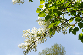 丁香花图片
