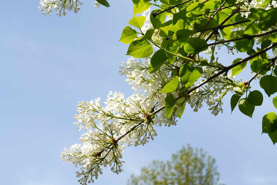 丁香花图片