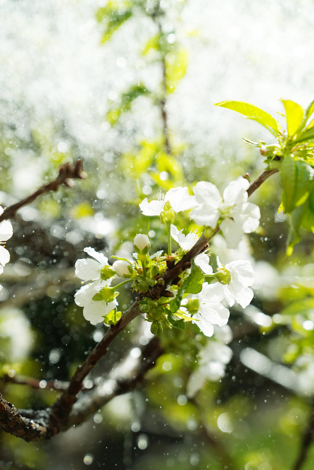樱桃树图片 樱桃树图片