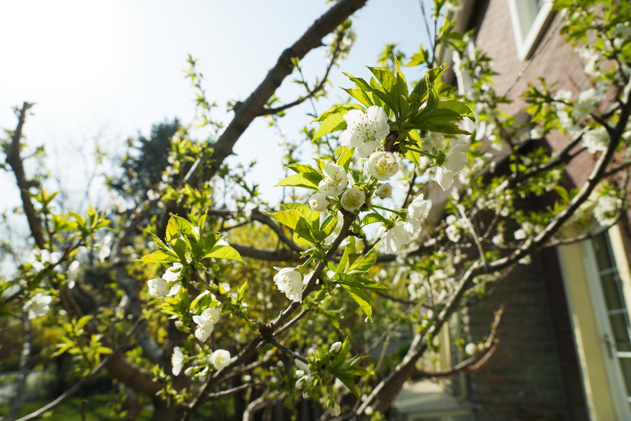 樱桃树图片 樱桃树图片
