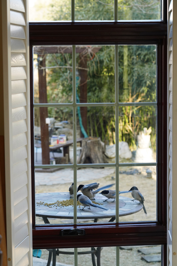 窗外小鸟 窗外小鸟