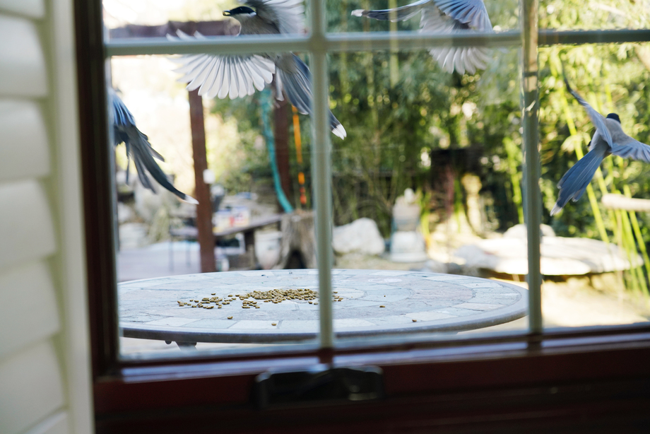 窗外小鸟图片 窗外小鸟图片