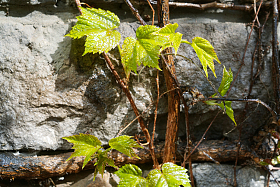 墙壁上的爬山虎