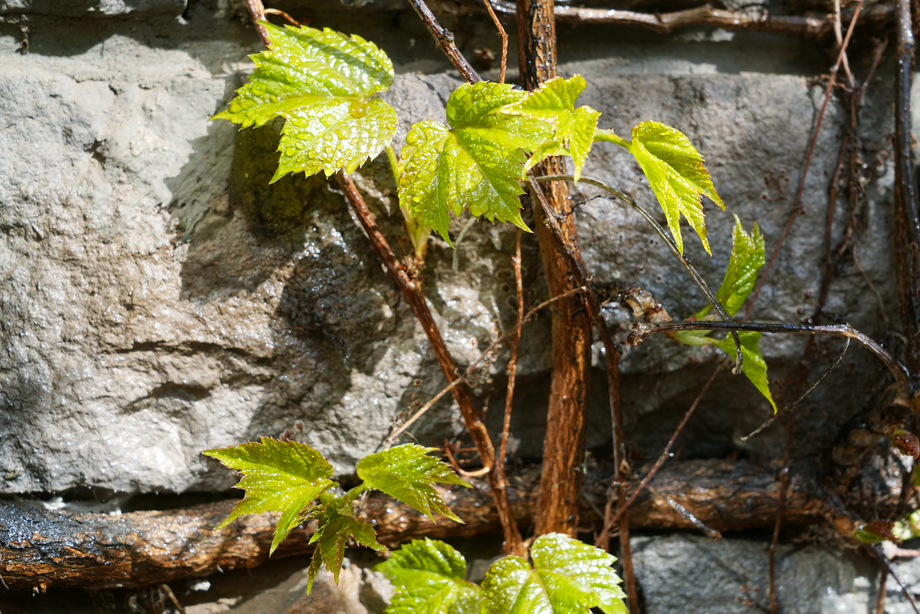 墙壁上的爬山虎 墙壁上的爬山虎
