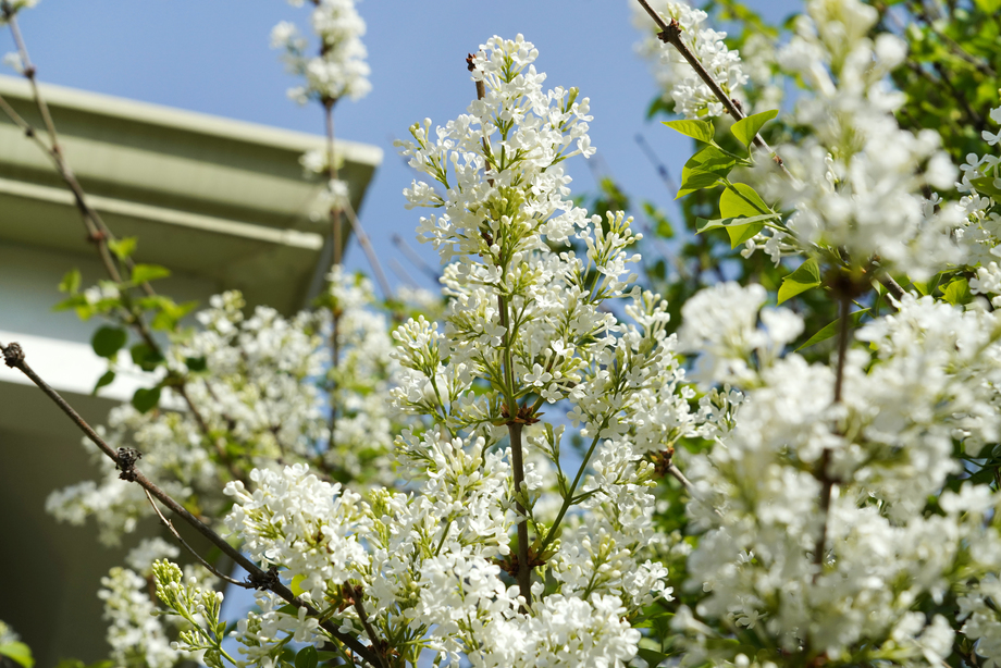 丁香花图片 丁香花图片