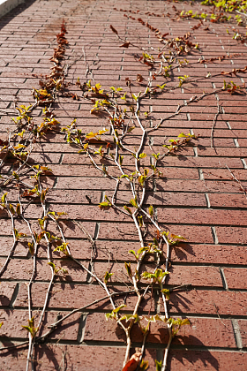 墙壁上的爬山虎