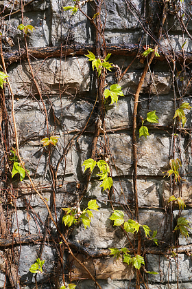 墙壁上的爬山虎
