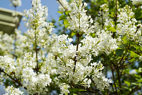 丁香花图片