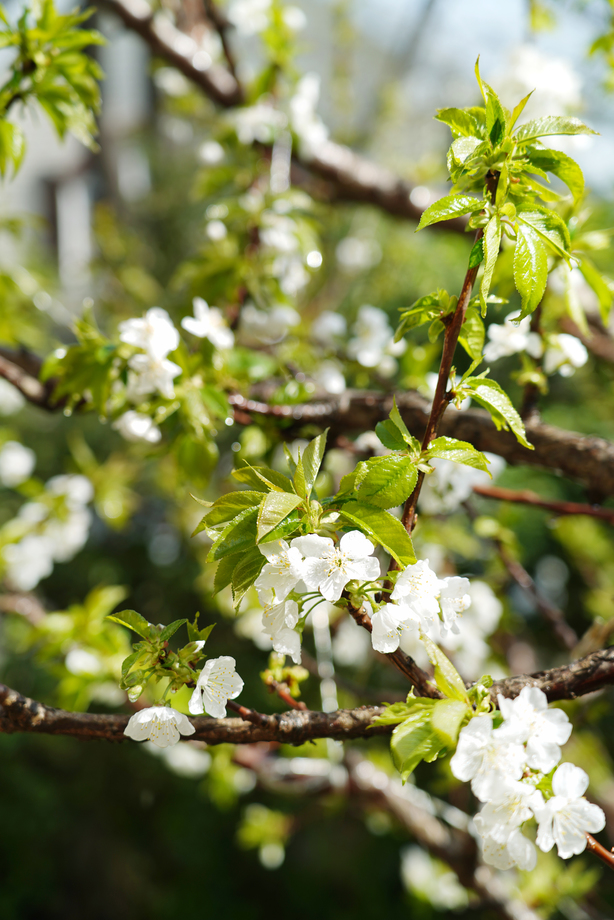 樱桃树图片 樱桃树图片