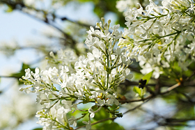 丁香花