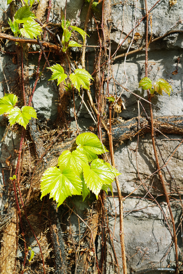 墙壁上的爬山虎图片 墙壁上的爬山虎图片