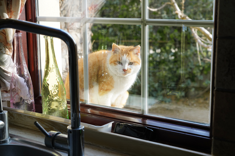 窗外小猫图片 窗外小猫图片
