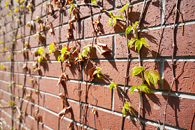 墙壁上的爬山虎图片