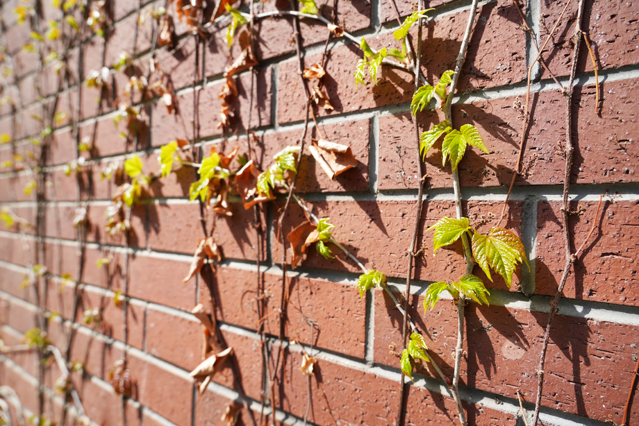 墙壁上的爬山虎图片 墙壁上的爬山虎图片